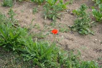 Poppies of the Somme